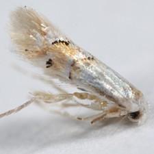 Phyllonorycter lucetiella