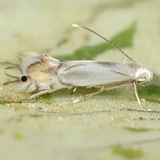 Phyllocnistis occidentalis