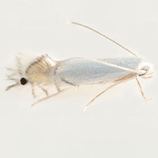 Phyllocnistis occidentalis