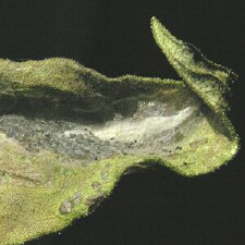 Tebenna silphiella