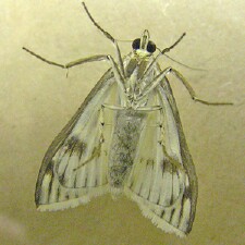 Sitochroa palealis