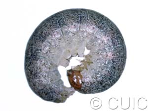 Lacanobia grandis