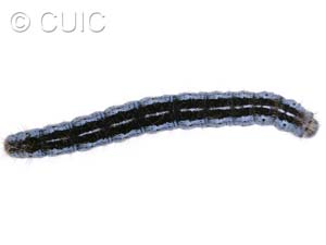 Malacosoma californica