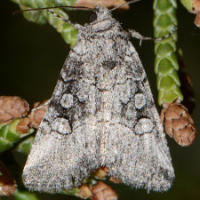 Sympistis subsimplex