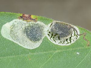 Leucoptera robiniella