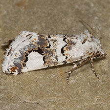 Tristyla alboplagiata