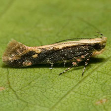 Aristotelia corallina complex