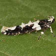 Telphusa melanoleuca