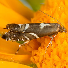 Glyphipterix arizonensis