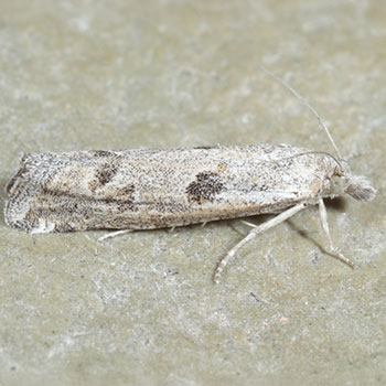 Pelochrista emaciatana