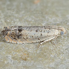 Epinotia trossulana