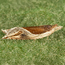 Ancylis definitivana