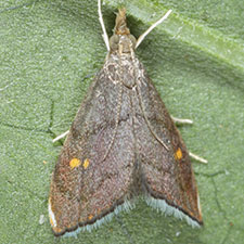 Microcausta bipunctalis