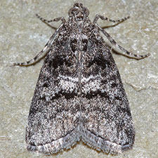Pococera fuscolotella