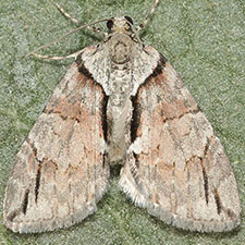 Hydriomena arizonata