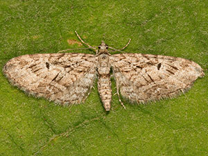 Eupithecia niphadophilata