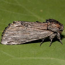 Ianassa coloradensis