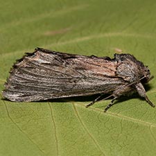 Oligocentria coloradensis