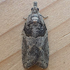 Epinotia pulsatillana