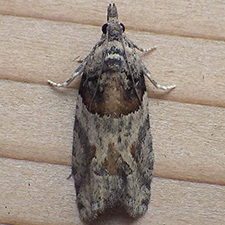 Epinotia pulsatillana