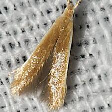 Coleophora laticornella