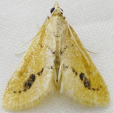 Arenochroa flavalis