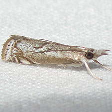 Microcrambus discludellus