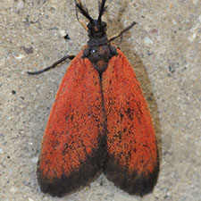Pyromorpha latercula