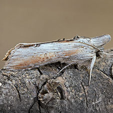 Cucullia omissa