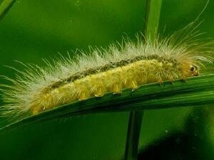 Cisseps fulvicollis