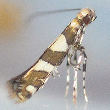 Telamoptilia malvavisci