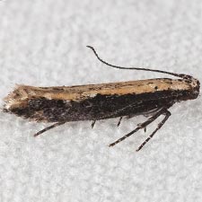 Aristotelia corallina complex