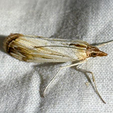 Loxostege egregialis