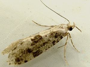 Morophagoides burkerella