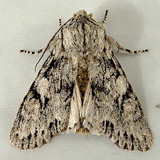 Egira simplex