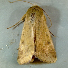 Helicoverpa zea