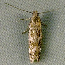 Scrobipalpa macromaculata