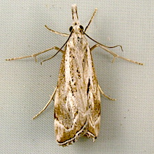 Catoptria oregonicus