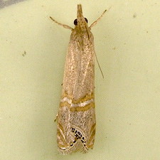 Euchromius californicalis