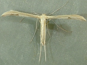 Hellinsia pectodactylus