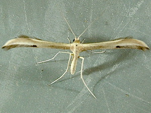 Hellinsia pectodactylus