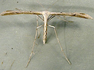 Emmelina monodactyla