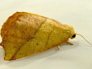 Sicya crocearia