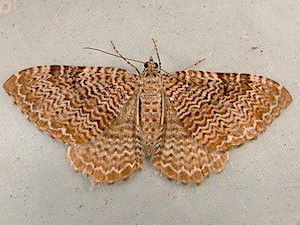 Rheumaptera undulata