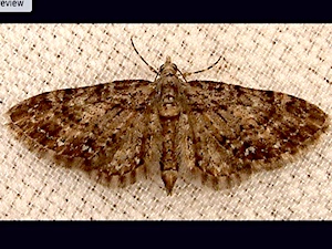 Eupithecia palpata