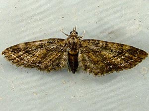 Eupithecia columbiata