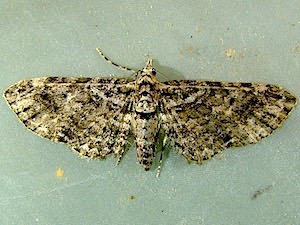 Eupithecia maestosa