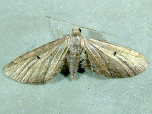 Eupithecia bivittata