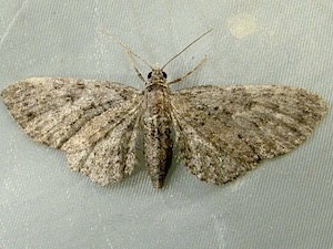 Eupithecia bryanti