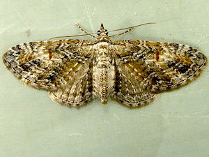 Eupithecia graefii